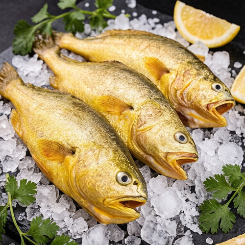 Large Yellow Croaker