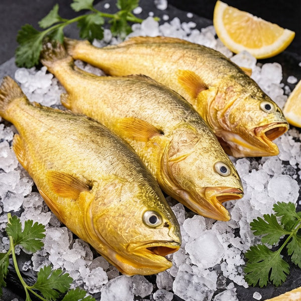 Large Yellow Croaker